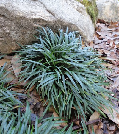 Dwarf Mondo Grass